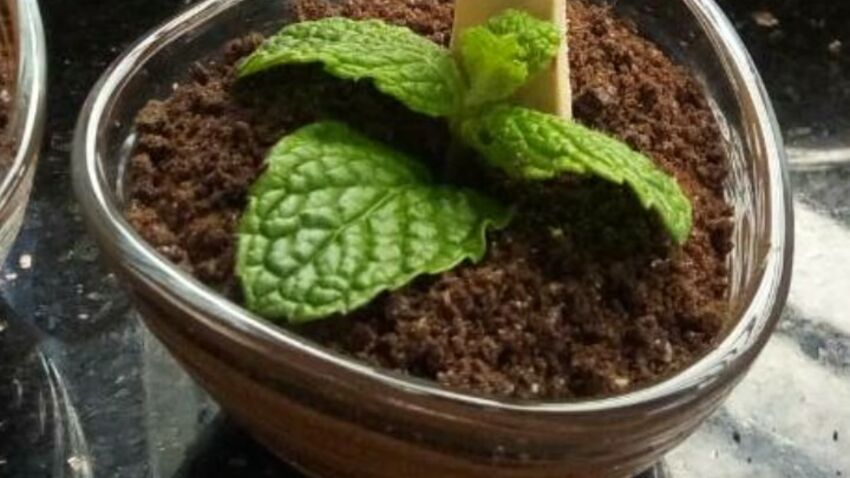 les petites plantes choco aux saveurs de la menthe