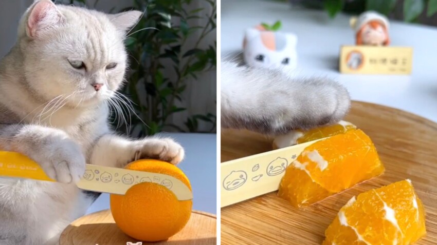 Un chat qui cuisine : KittyGod, le compte TikTok aux 4,8M d'abonnés
