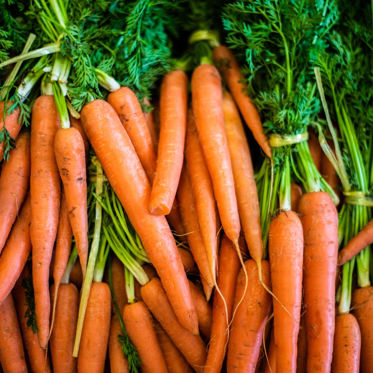 Tout savoir sur la carotte : saison, variété, conservation, bienfaits,  recettes - Cuisine Actuelle