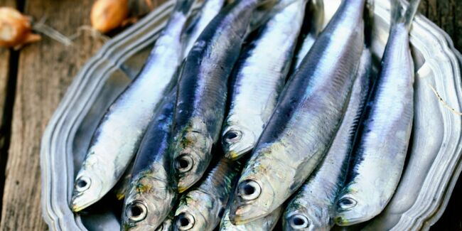 Tout savoir sur la sardine : saison, variétés, conservation, bienfaits, recettes