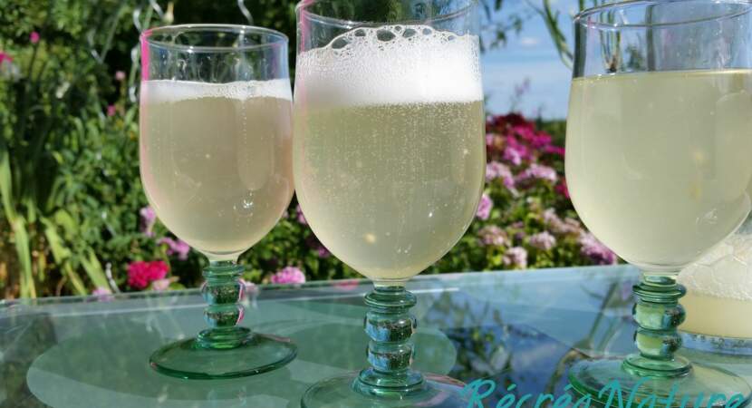 Limonade de sureau ou champagne des fées