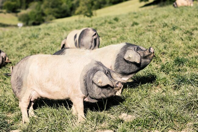 La liberté, la race et une nourriture où l’herbe est dominante constituent les secrets de la qualité de ces drôles de cochons.