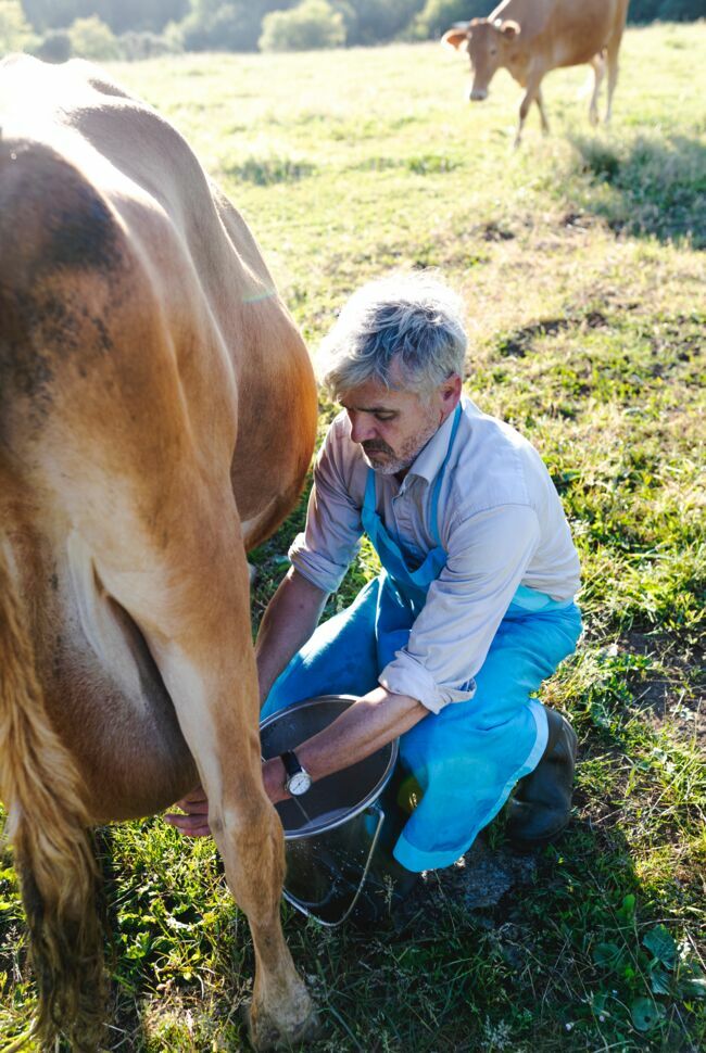 Le paysan, accroupi, calé sur ses deux pieds, masse la mamelle pour aider la vache à donner son lait.