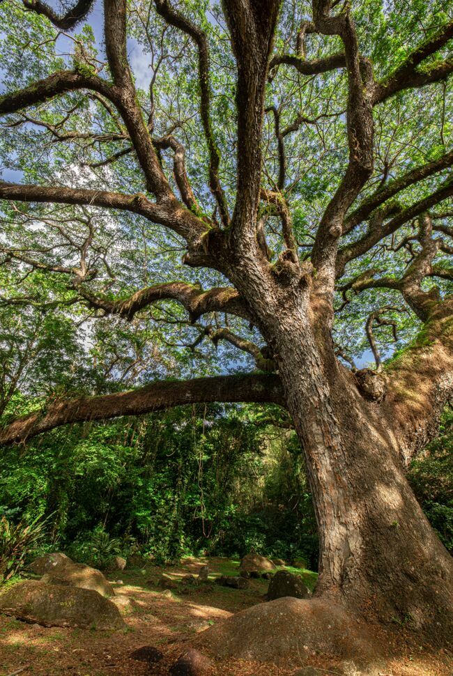 Cet arbre majestueux est un zamana de plus de trois cents ans, dont la frondaison offre l’ombre nécessaire aux cacaoyers.