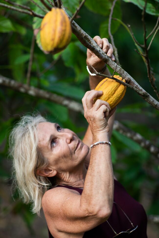 Laurence cueille les cabosses renfermant les fèves de cacao. Les arbres sont issus d’anciennes variétés martiniquaises.