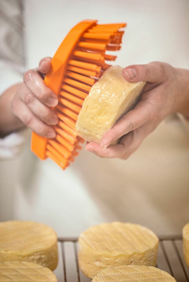 Brossage à la main du fromage lavé à l’eau salée.
