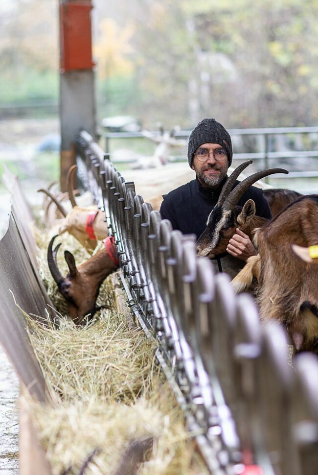 Julien Graf élève une cinquantaine de chèvres nourries sur la colline des Argales.